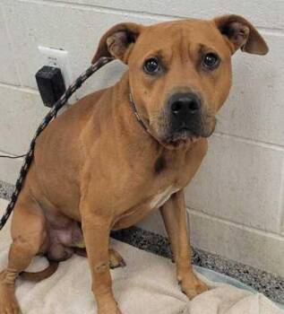 Marlin -  Pit Bull Terrier and Mixed Breed Dog for Adoption in Kansas City, Missouri - Marlin | PetCurious