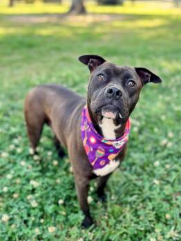 American Staffordshire Terrier Dogs Available for Adoption in Gulfport, Mississippi - Pepper | PetCurious