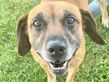 Mixed Breed Dogs Available for Adoption in Georgetown, Texas - Brooks | PetCurious