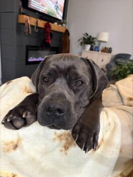 Bane -  Cane Corso Dog for Adoption in Johns Creek, Georgia - Bane | PetCurious