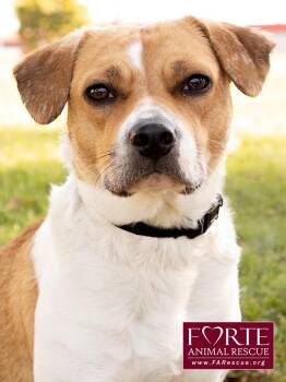 Beagle and Puggle Dogs Available for Adoption in Marina Del Rey, California - Flo | PetCurious