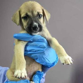 Chintu -  Labrador Retriever and Husky Dog for Adoption in Carencro, Louisiana - Chintu | PetCurious