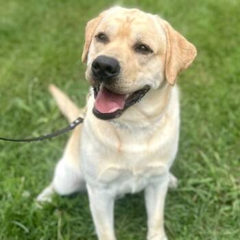 Oso -  Labrador Retriever Dog for Adoption in Warrington, Pennsylvania - Oso | PetCurious