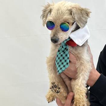 Yorkshire Terrier Dogs Available for Adoption in Pittsburg, Kansas - Theo | PetCurious