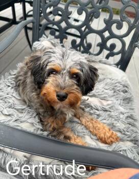 Gertrude -  Aussiedoodle Dog for Adoption in Spring Hill, Tennessee - Gertrude | PetCurious