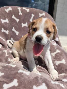 Beagle puppy 1 f -  Beagle and Basset Hound Dog for Adoption - Beagle Puppy 1 F | PetCurious