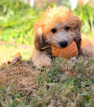 Glenda -  Goldendoodle Dog for Adoption in Hazelwood, Missouri - Glenda | PetCurious