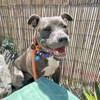 Kiwi -  Pit Bull Terrier Dog for Adoption in Burlingame, California - Kiwi | PetCurious