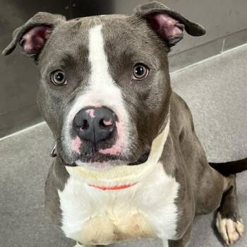 Bungee -  Pit Bull Terrier Dog for Adoption in Baltimore, Maryland - Bungee | PetCurious
