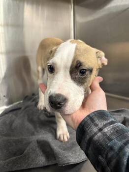 Pit Bull Terrier Dogs Available for Adoption in Indianapolis, Indiana - FLOYD | PetCurious