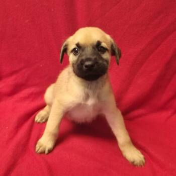 Rescue Shepherd Dogs for Adoption in San Antonio, Texas - Comet | PetCurious