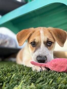 German Shepherd Dog and Mixed Breed Dogs Available for Adoption in Fort Worth, Texas - Nancy | PetCurious