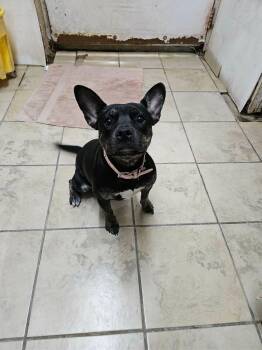 Maggie -  Boston Terrier and American Bulldog Dog for Adoption in El Centro, California - Maggie | PetCurious