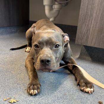 Honey Bee -  Pit Bull Terrier and Mixed Breed Dog for Adoption in Saint Joseph, Missouri - Honey Bee | PetCurious