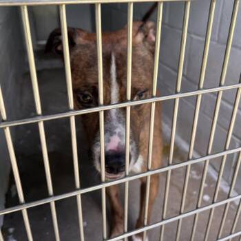 Ralph -  Terrier Dog for Adoption in Summerville, South Carolina - Ralph | PetCurious