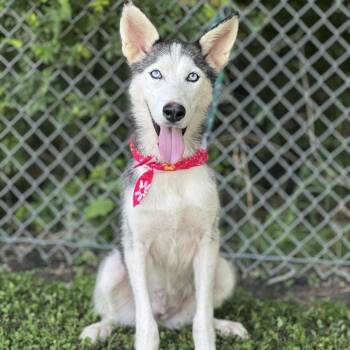 Rescue Siberian Husky Dogs for Adoption in Madisonville, Texas - Juneau | PetCurious