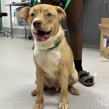 Jasper -  Shepherd Dog for Adoption in Washington, District Of Columbia - Jasper | PetCurious