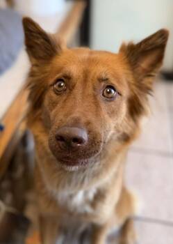 Noon -  Mixed Breed Dog for Adoption in Fruit Heights, Utah - Noon | PetCurious
