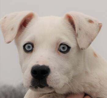 Collie and Husky Dogs Available for Adoption - Iris-Available! Www.lhar.dog To Apply!  | PetCurious