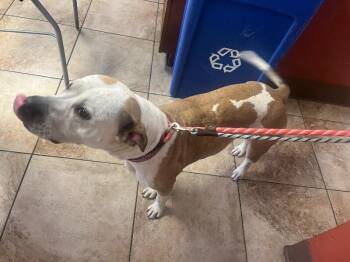 Royal -  Mixed Breed Dog for Adoption in Cincinnati, Ohio - Royal | PetCurious