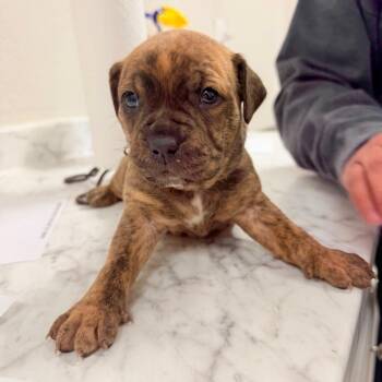 Pit Bull Terrier Dogs Available for Adoption in Parker, Colorado - 420 (2026) Stitch | PetCurious