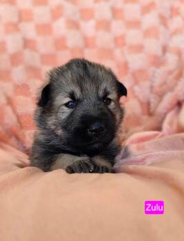 Shepherd and Pit Bull Terrier Dogs Available for Adoption in Duluth, Minnesota - Zulu | PetCurious