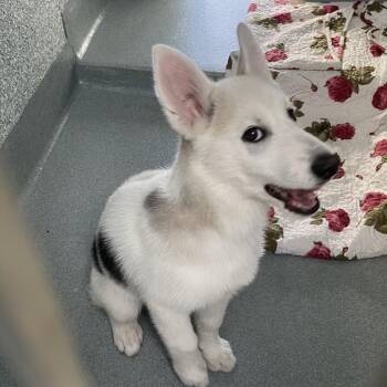 Siberian Husky Dogs Available for Adoption in Long Beach, California - Mishka | PetCurious