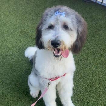 Standard Poodle and Saint Bernard Dogs Available for Adoption in Indianapolis, Indiana - Chloe | PetCurious