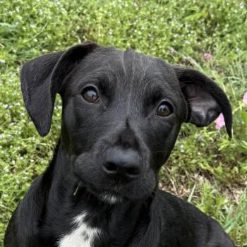 Dachshund and Terrier Dogs Available for Adoption in Brenham, Texas - Storm | PetCurious