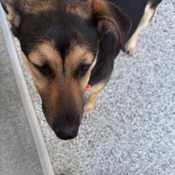 German Shepherd Dog Dogs Available for Adoption in Madisonville, Tennessee - Lola | PetCurious