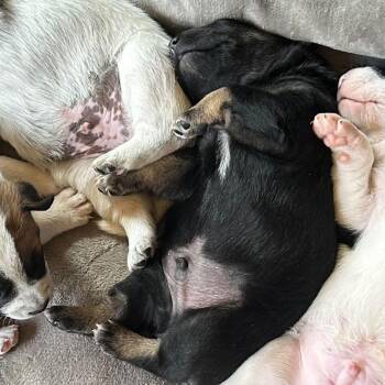 Border Collie Dogs Available for Adoption in Durango, Colorado - Porter | PetCurious