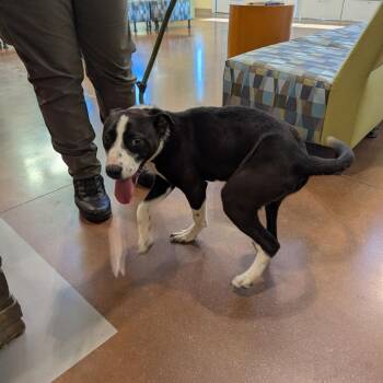 Snoopy -  Mixed Breed Dog for Adoption in Lynchburg, Virginia - Snoopy | PetCurious