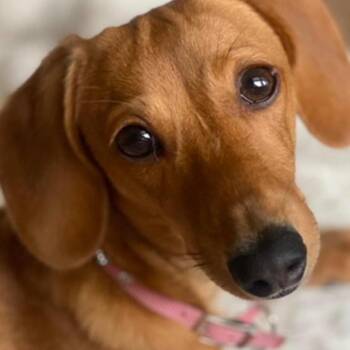 Abby -  Dachshund Dog for Adoption in Huntington, New York - Abby | PetCurious