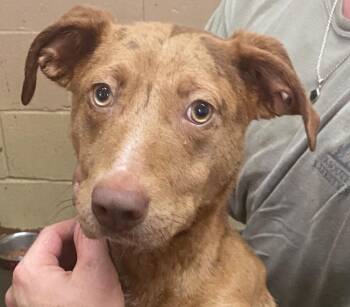 Labrador Retriever and Pit Bull Terrier Dogs Available for Adoption - Coffee | PetCurious