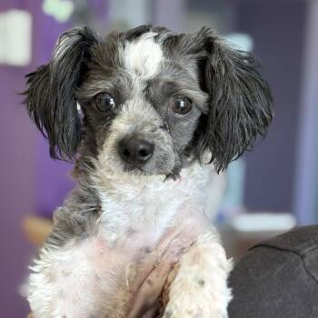 Bubba (Bub) -  Shih Tzu and Miniature Poodle Dog for Adoption in Fresno, California - Bubba (Bub) | PetCurious