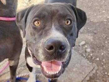 Mixed Breed Dogs Available for Adoption - Louise | PetCurious