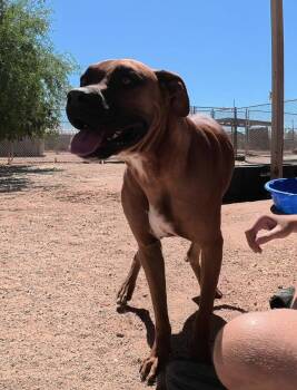Lola -  Boxer Dog for Adoption in San Tan Valley, Arizona - Lola | PetCurious