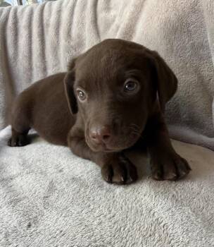 Cherry -  Golden Retriever and Mixed Breed Dog for Adoption in Warr Acres, Oklahoma - Cherry | PetCurious