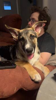 Orion -  German Shepherd Dog Dog Available for Adoption in Jerome, Idaho - Orion | PetCurious