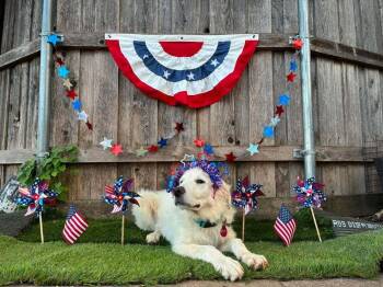 Benedict -  Great Pyrenees Dog for Adoption in Dallas, Texas - Benedict | PetCurious