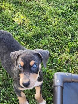 Bravo -  Doberman Pinscher Dog for Adoption in Minneapolis, Minnesota - Bravo | PetCurious