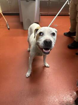 Rescue Mixed Breed Dogs for Adoption in Douglasville, Georgia - Blancha Guzman | PetCurious