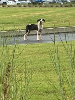 SAMUEL -  Great Dane Dog for Adoption - SAMUEL | PetCurious