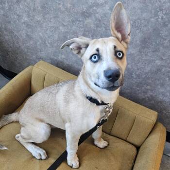 Maxxine 51812 -  Husky and Labrador Retriever Dog for Adoption in Las Vegas, Nevada - Maxxine 51812 | PetCurious