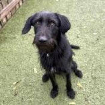 Coal -  Mixed Breed Dog for Adoption in Hilliard, Ohio - Coal | PetCurious
