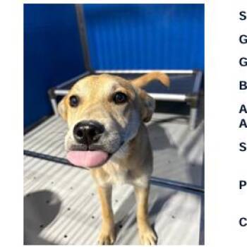 Beagle and Mixed Breed Dogs Available for Adoption in Franklin, North Carolina - Dutches | PetCurious