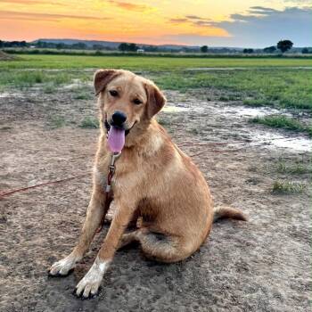 Anatolian Shepherd and Yellow Labrador Retriever Dogs Available for Adoption in Brainerd, Minnesota - Gunner | PetCurious