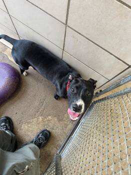 Bubba -  Mixed Breed Dog for Adoption in Bossier City, Louisiana - Bubba | PetCurious