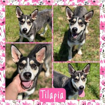 Shepherd and Mixed Breed Dogs Available for Adoption in Fort Smith, Arkansas - Tilapia | PetCurious