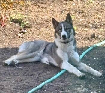 Siberian Husky Dogs Available for Adoption in Sagaponack, New York - Rex | PetCurious